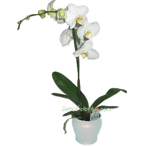 White Orchidea
